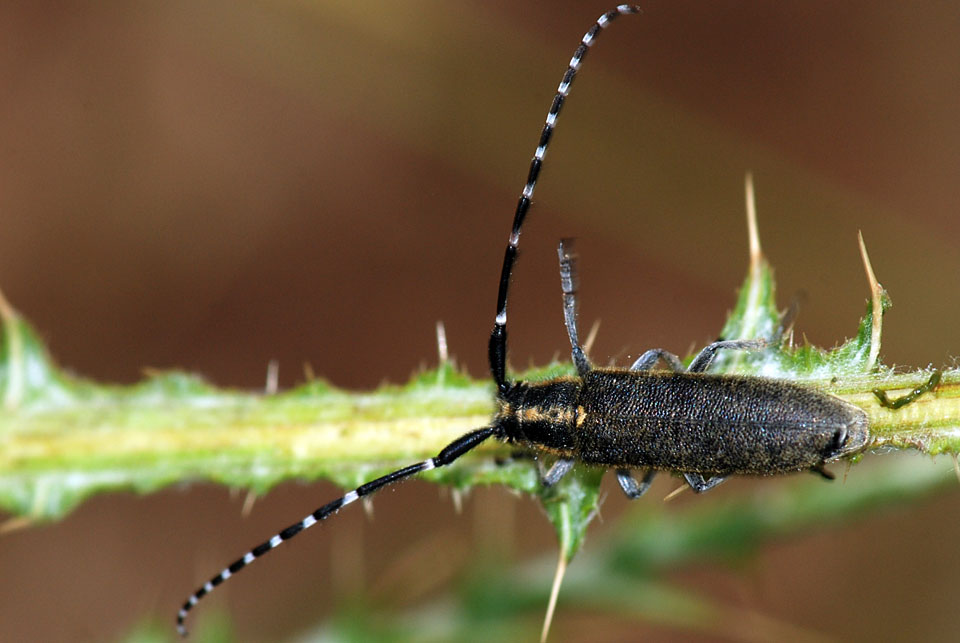 Agapanthia? S, A. cynarae